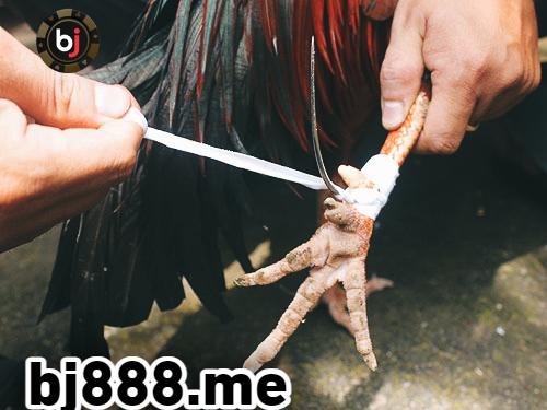 đá gà thomo bj88