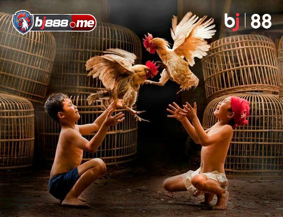 gà đá chất lượng ngoại hình cân đối