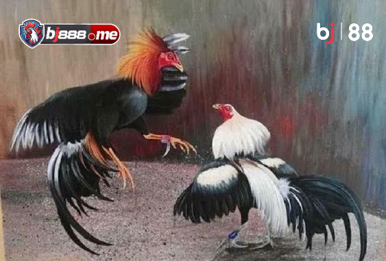 chăm sóc và dinh dưỡng cho gà đá