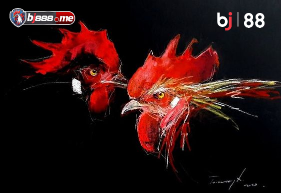 kiểm tra hình thể gà đá