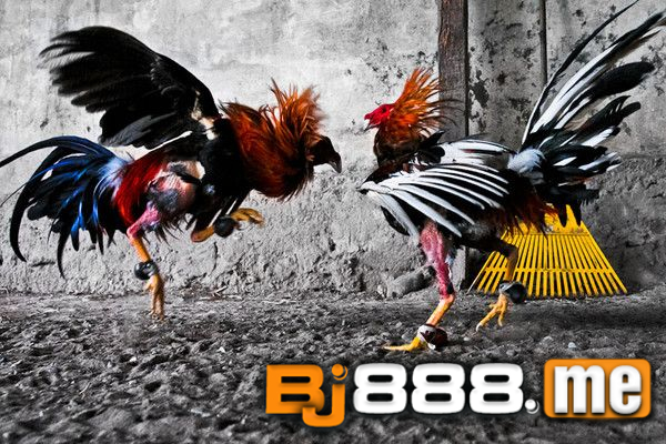 xem tướng gà đá qua ngoại hình