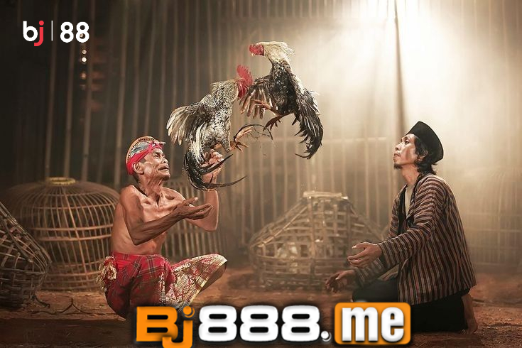tướng gà đá cánh và đuôi