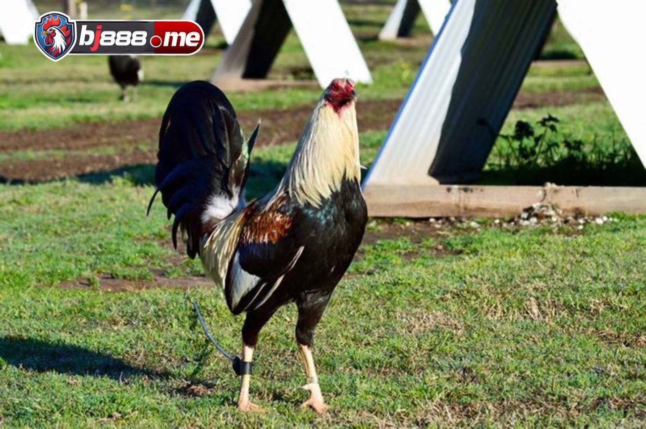 gà chuối lửa lông mã đỏ cam