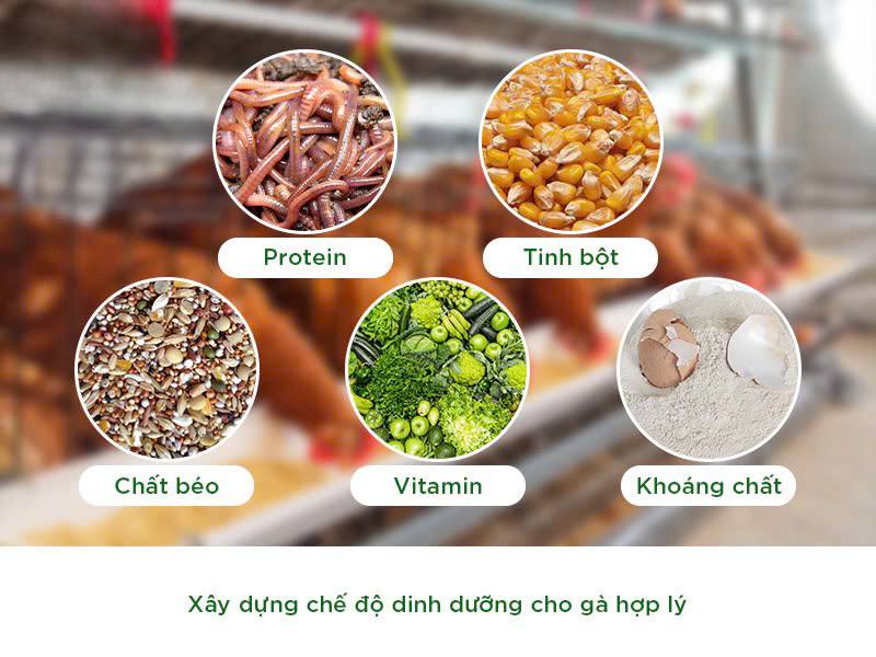 Chế độ dinh dưỡng cho gà chọi 