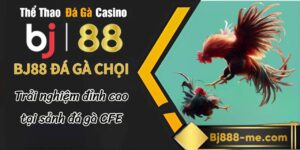 bj888 đá gà chọi