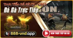 BJ888 - Đá gà trực tiếp C3 - CPC3