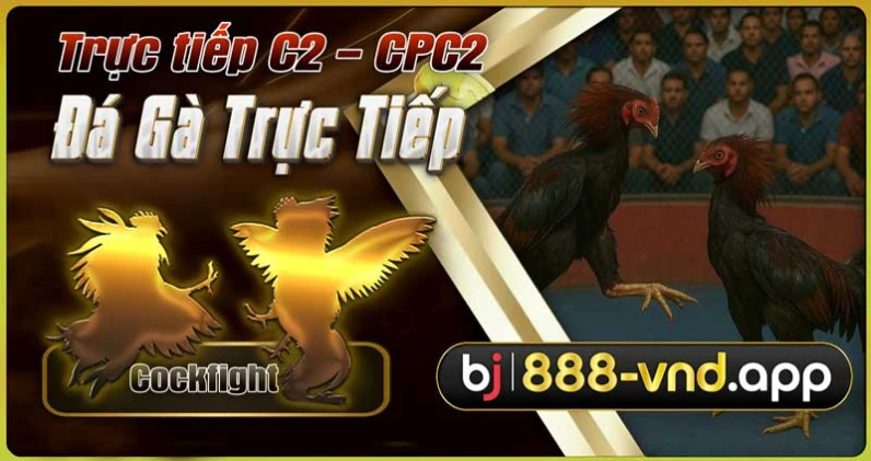 Trực tiếp đá gà C2 - CPC2